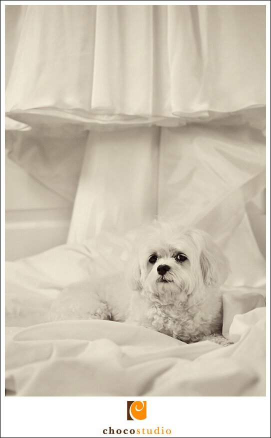 Becca's dog on wedding dress